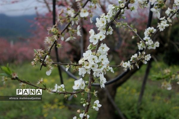 بهار طبیعت در گلوگاه