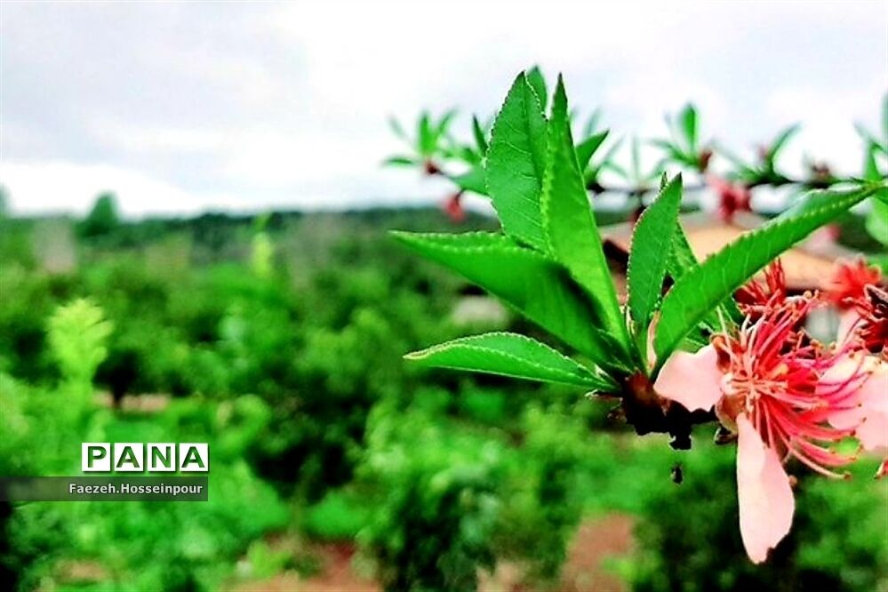 ردای سبز طبیعت در نوروز