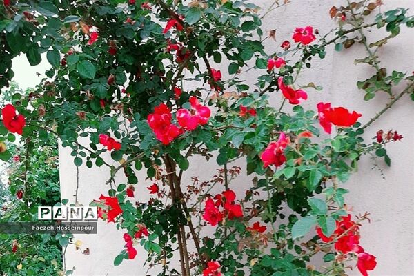 ردای سبز طبیعت در نوروز