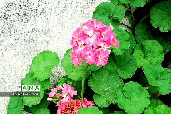 ردای سبز طبیعت در نوروز