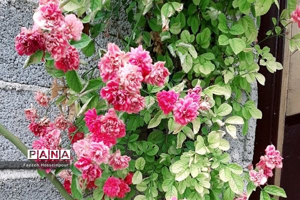 ردای سبز طبیعت در نوروز