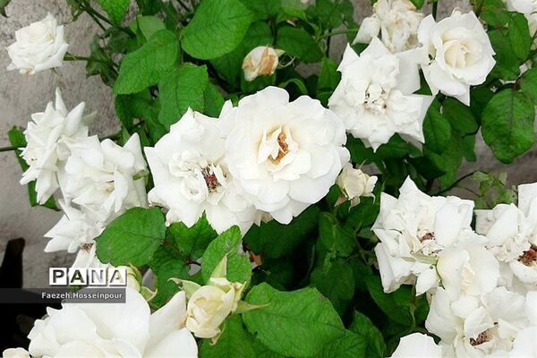 ردای سبز طبیعت در نوروز