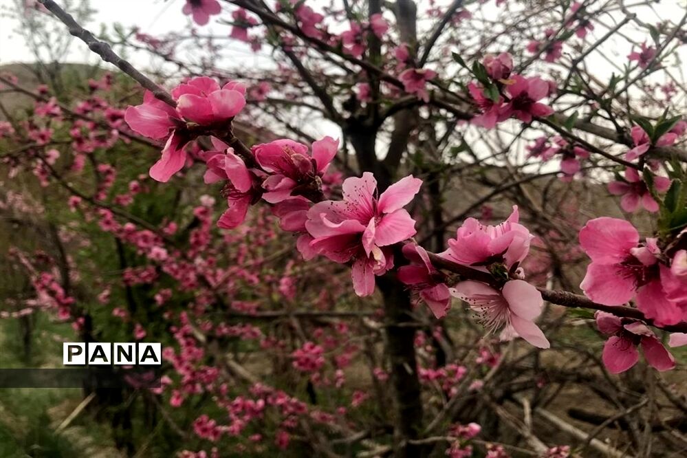 طبیعت زیبای بهاری