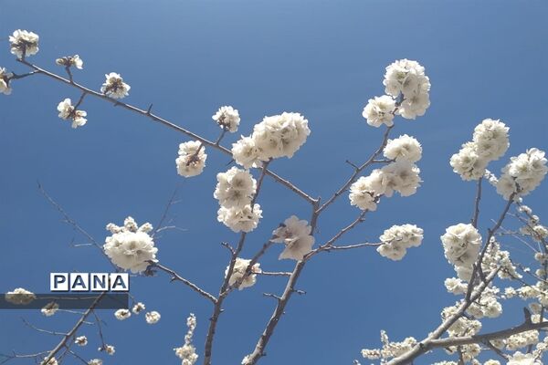 طبیعت زیبای بهاری