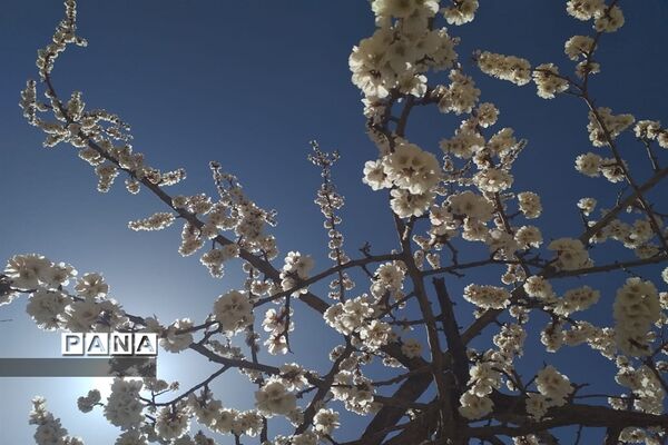 طبیعت زیبای بهاری