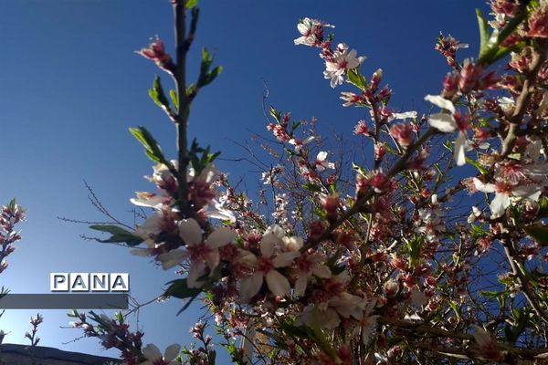 طبیعت زیبای بهاری