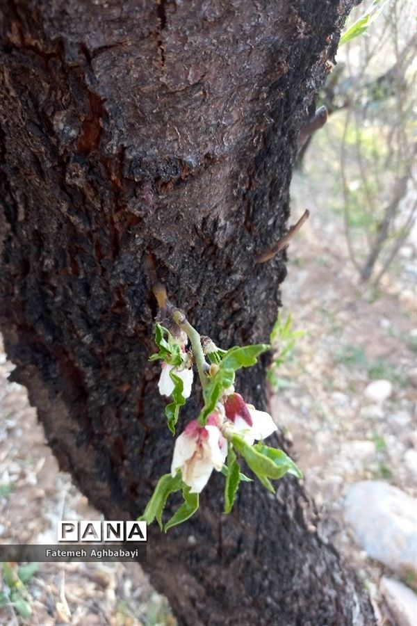 شکوفه‌های بهاری