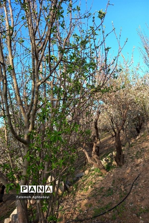 شکوفه‌های بهاری