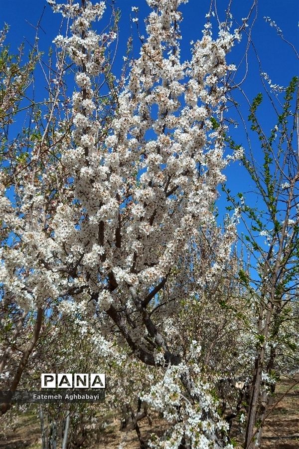 شکوفه‌های بهاری