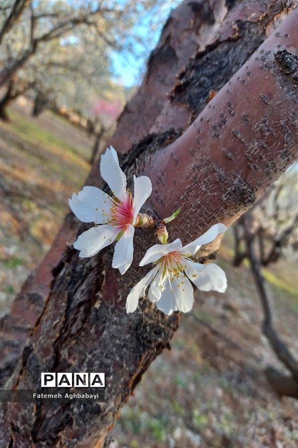 شکوفه‌های بهاری