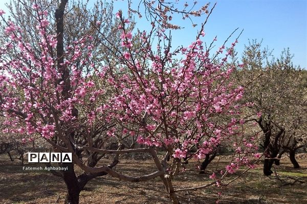 شکوفه‌های بهاری