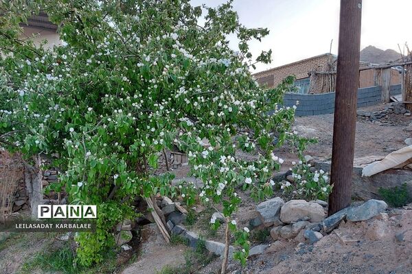 طبیعت زیبای روستاهای هومبر و دوک