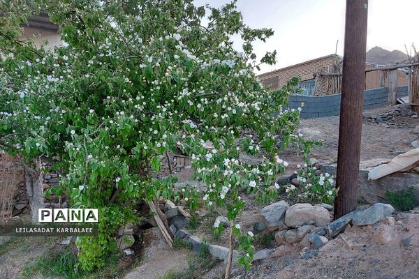 طبیعت زیبای روستاهای هومبر و دوک