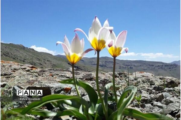 سفری  به روستای عین‌آباد
