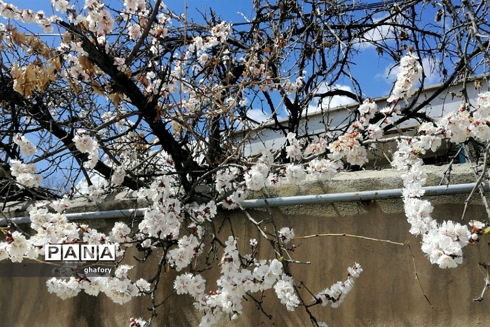 طبیعت زیبای بهاری روستای حصار دماوند