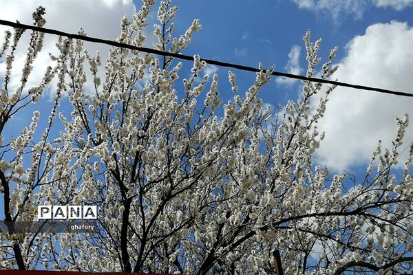 طبیعت زیبای بهاری روستای حصار دماوند