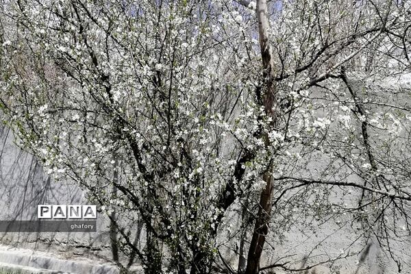 طبیعت زیبای بهاری روستای حصار دماوند