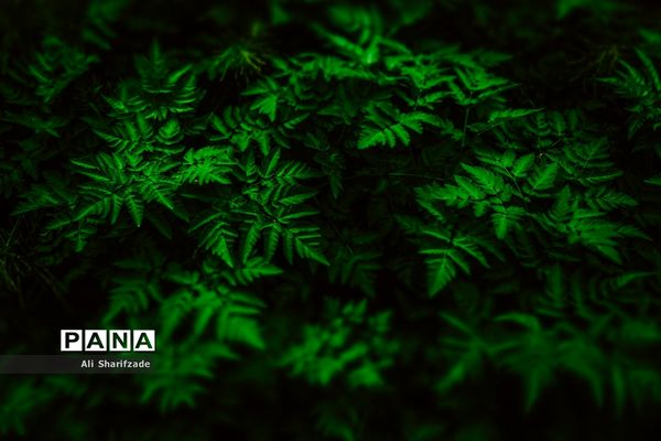 طبیعت زیبای منطقه کوهستانی البرز مرکزی