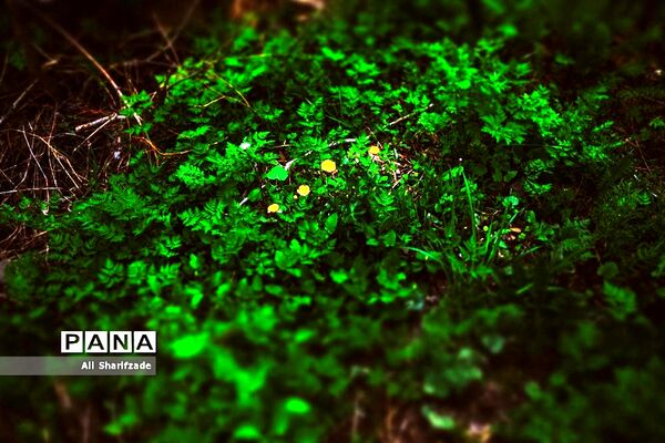 طبیعت زیبای منطقه کوهستانی البرز مرکزی