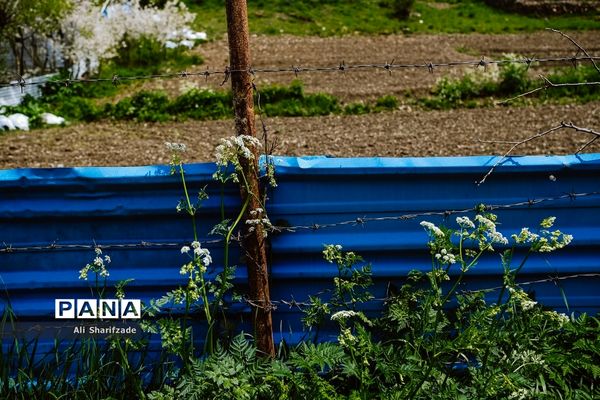 طبیعت زیبای منطقه کوهستانی البرز مرکزی