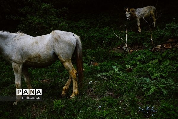 طبیعت زیبای منطقه کوهستانی البرز مرکزی
