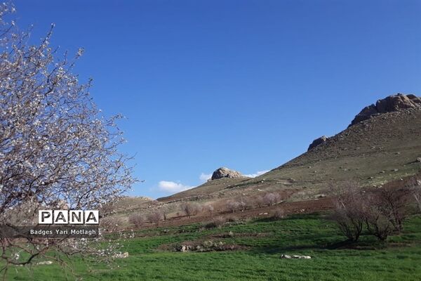 شکوفه‌های بهاری در روستای قله‌‌جوق کرمانشاه