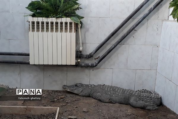 باغ وحش وکیل‌آباد در مشهد مقدس