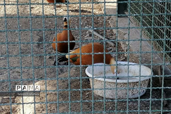 باغ وحش وکیل‌آباد در مشهد مقدس