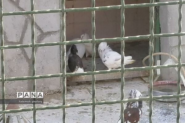 باغ وحش وکیل‌آباد در مشهد مقدس