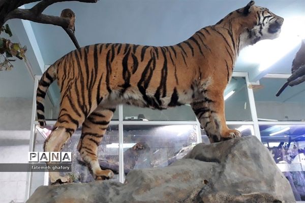 باغ وحش وکیل‌آباد در مشهد مقدس