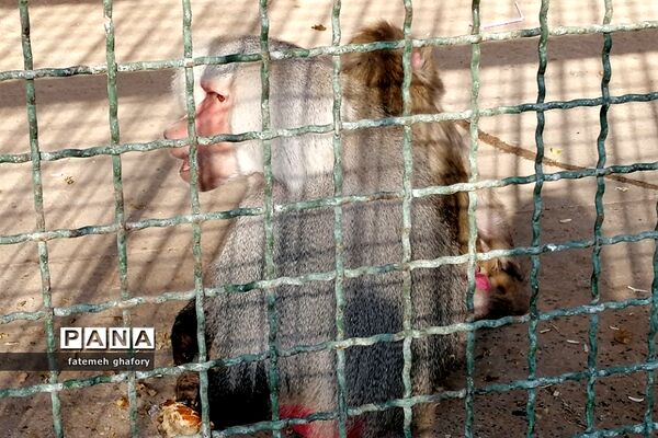 باغ وحش وکیل‌آباد در مشهد مقدس