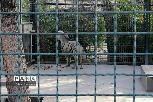 باغ وحش وکیل‌آباد در مشهد مقدس