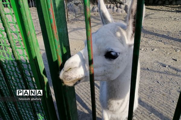 باغ وحش وکیل‌آباد در مشهد مقدس