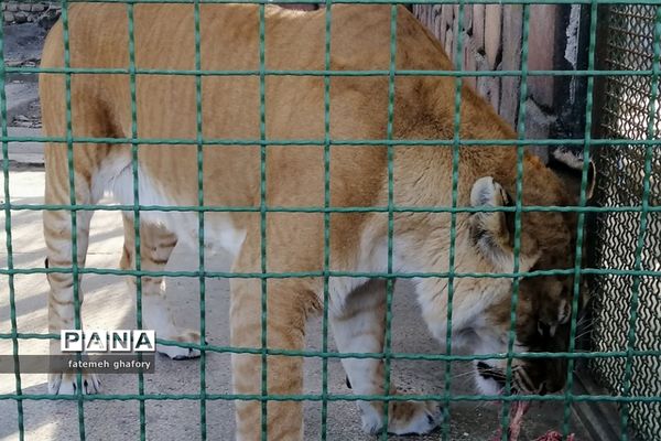 باغ وحش وکیل‌آباد در مشهد مقدس