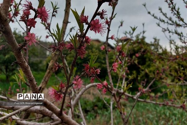 روستای امیرکلا در بابلکنار