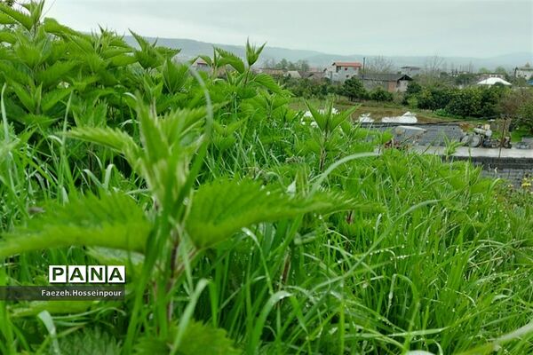 روستای امیرکلا در بابلکنار