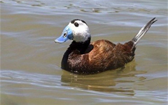 بازگشت اردک‌های سر سفید به تالاب بین‌المللی قوری گل