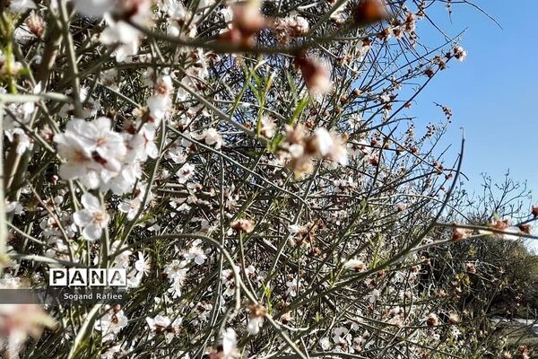 طبیعت زیبای بهاری باغ گیاه‌شناسی ملی ایران