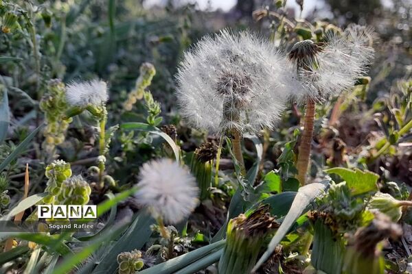 طبیعت زیبای بهاری باغ گیاه‌شناسی ملی ایران