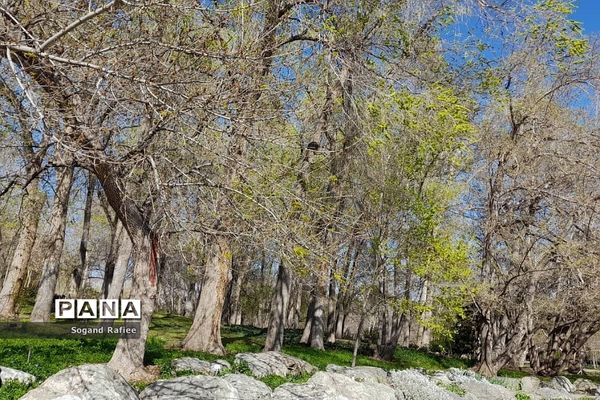 طبیعت زیبای بهاری باغ گیاه‌شناسی ملی ایران