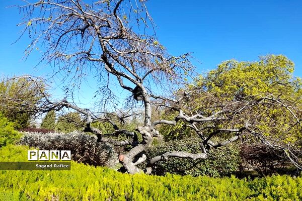 طبیعت زیبای بهاری باغ گیاه‌شناسی ملی ایران