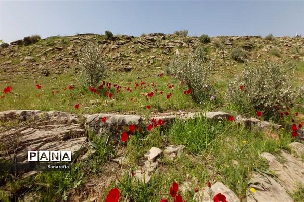 طبیعت زیبای سردشت دزفول در بهار1401