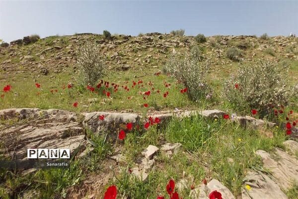 طبیعت زیبای سردشت دزفول در بهار1401