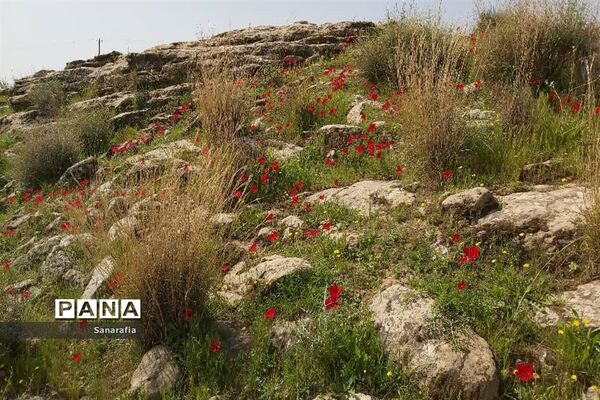 طبیعت زیبای سردشت دزفول در بهار1401