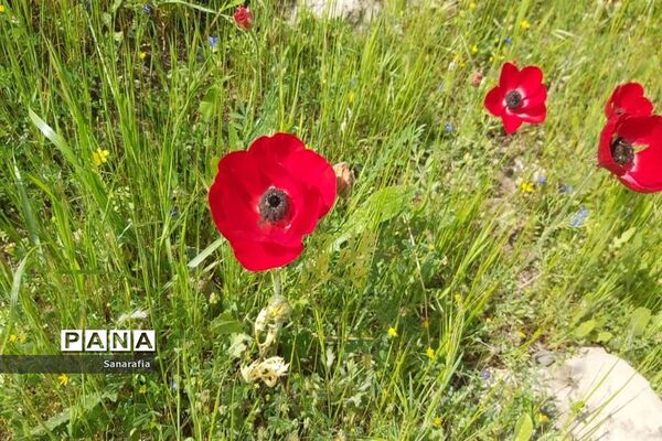 طبیعت زیبای سردشت دزفول در بهار1401