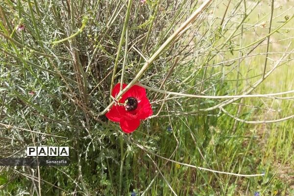 طبیعت زیبای سردشت دزفول در بهار1401