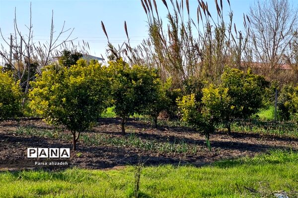 طبیعت استان مازندران در فصل بهار