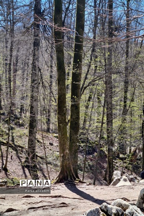 طبیعت استان مازندران در فصل بهار