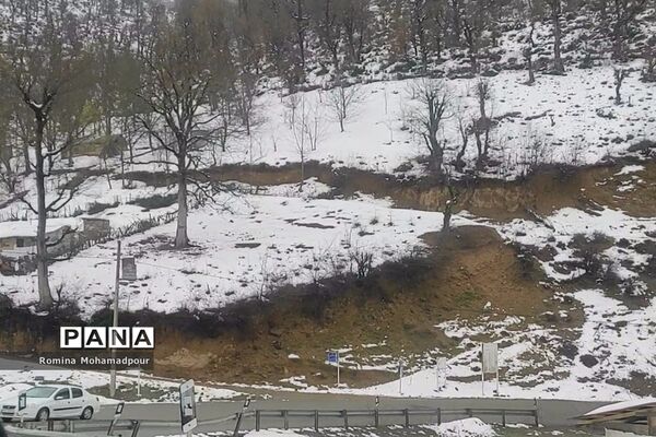 طبیعت بهاری جنگل‌های گیلان