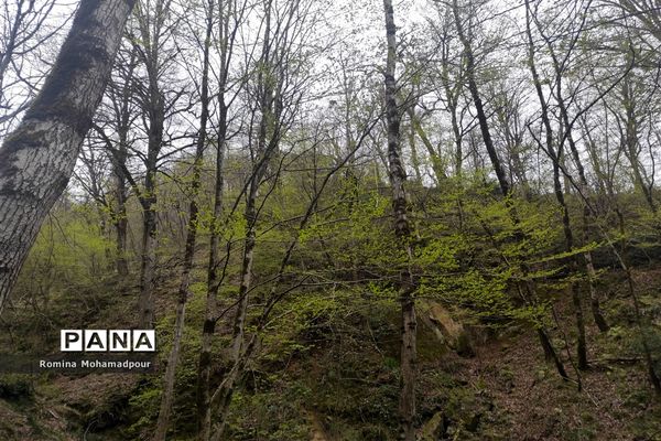 طبیعت بهاری جنگل‌های گیلان